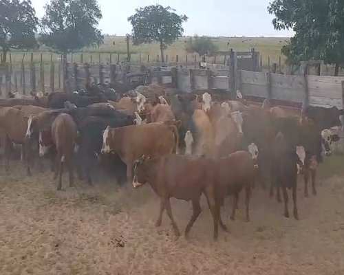 Lote 70 Novillitos en Esquina, Corrientes