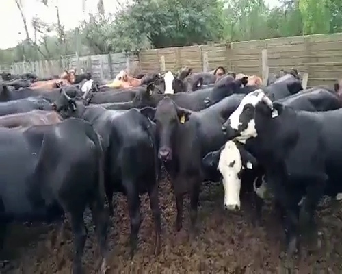 Lote 52 Vacas en Quimilí, Santiago del Estero