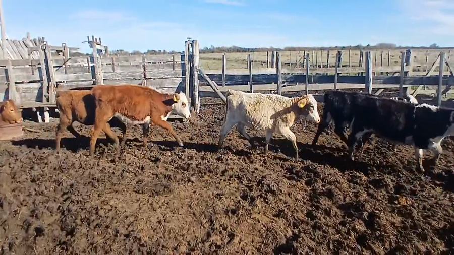 Lote 20 Terneras Cruza en Sunchales, Santa Fe