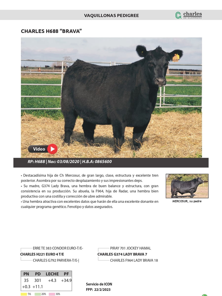 Lote VAQUILLONAS PEDIGREE