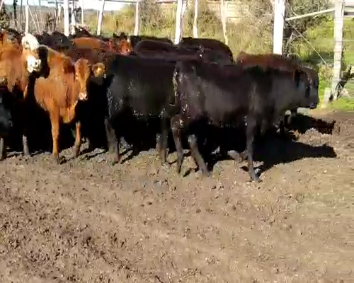 Lote 65 Terneros/as en Santa Elena, Entre Ríos