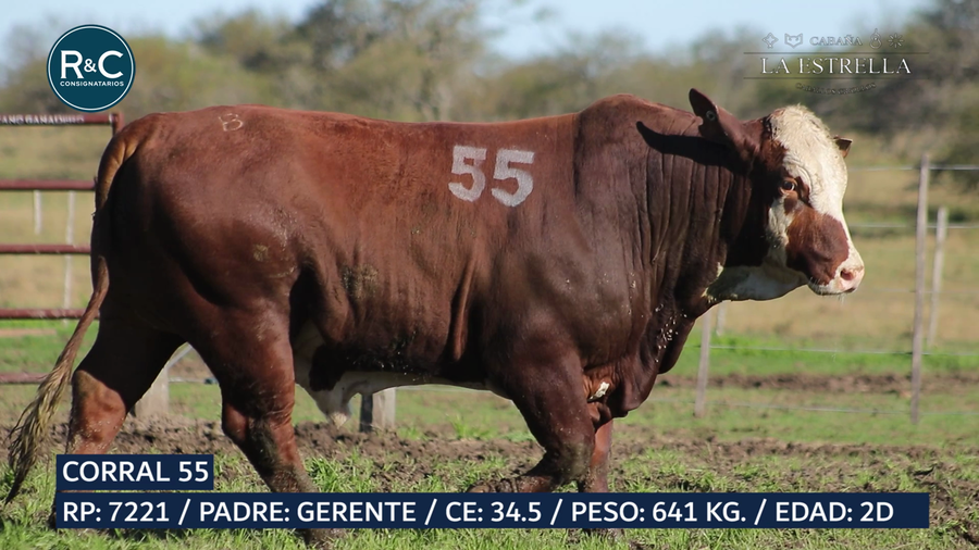 Lote Toro Braford