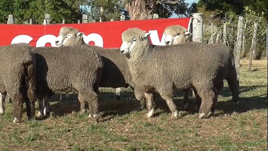 Lote 5 carneros 2 dtes MO 300-262-293-279-265