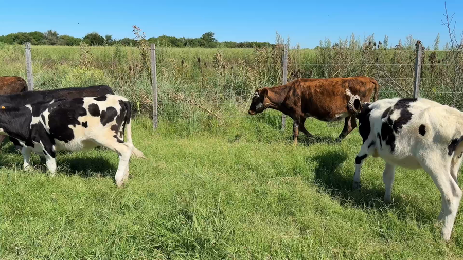 Lote TERNEROS Y TERNERAS
