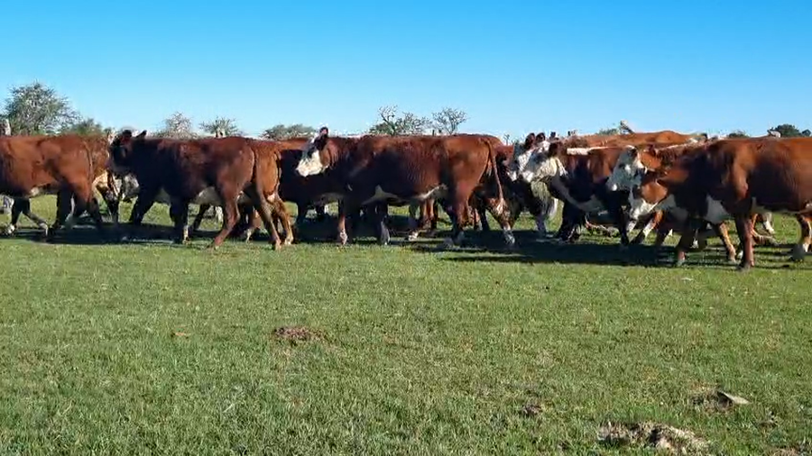 Lote 32 Vaquillonas C/ gtia de preñez