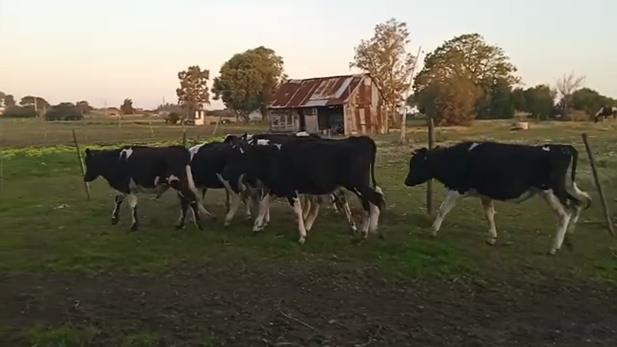 Lote (Vendido)6 Terneros HONANDO a remate en 5to remate por pantalla ENTRE MARTILLOS 160kg -  en rincon de albano