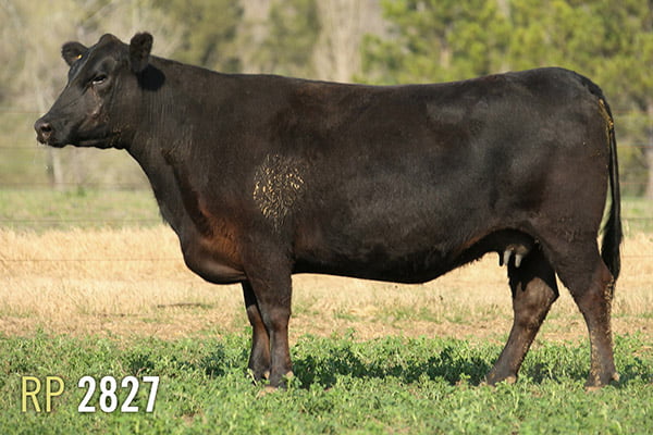 Lote 3 VACAS PREÑADAS PURAS DE PEDIGREE