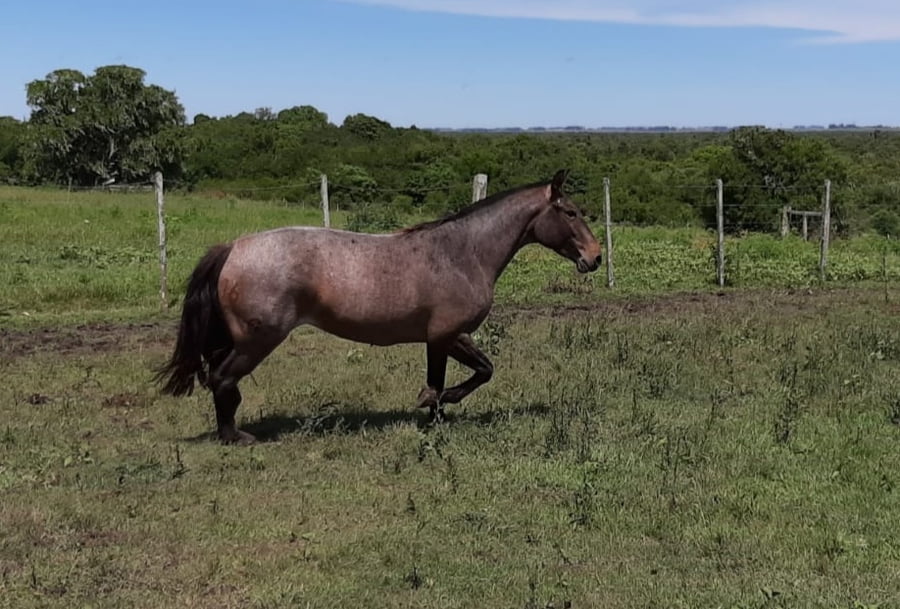 Lote RP  16 - SERPIENTE DE ANA ELVIRA