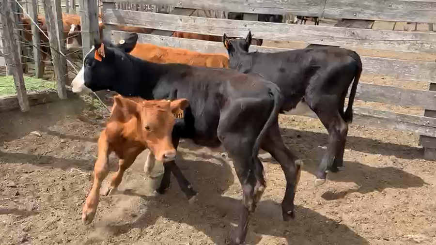 Lote 5 Terneras Cruzas a remate en Pantalla Camy - Liquidación de Estancia en Ruta 23 Km 122