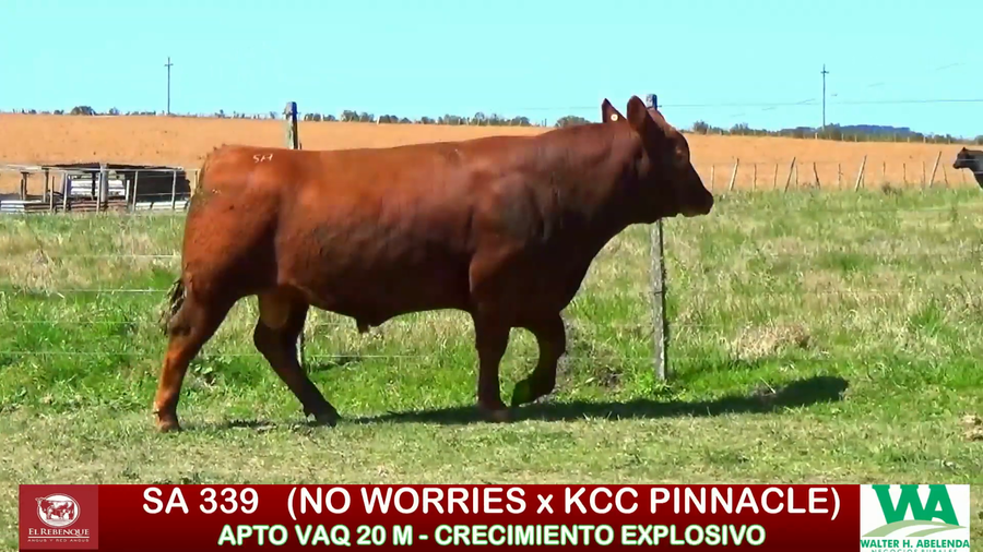 Lote Toros a remate en ANGUS EL REBENQUE, Florida