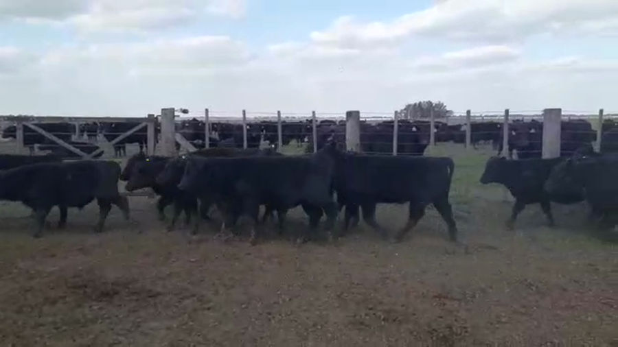 Lote 91 Terneros/as en Cañuelas, Buenos Aires