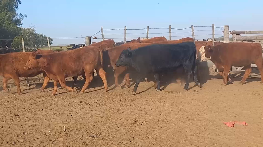 Lote 12 TERNERAS
