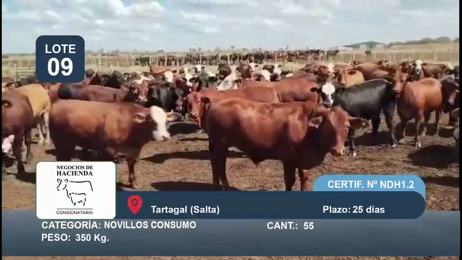 Lote 55 Novillo Consumo en Salta, Tartagal