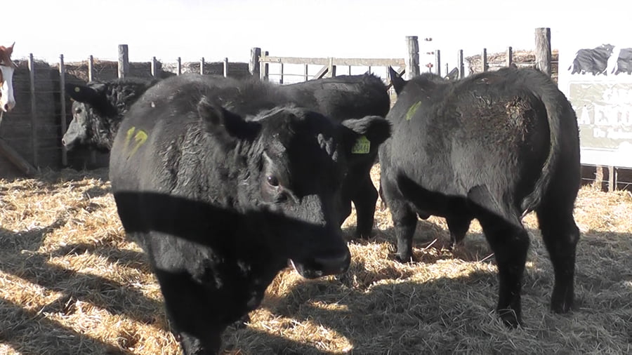 Lote 3 Toros a remate en Cabaña La Escondida de Zuberbühler, Buenos Aires