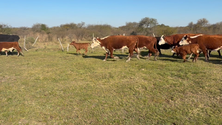 Lote 100 Vacas con Cría  en Entre Ríos, Los Conquistadores