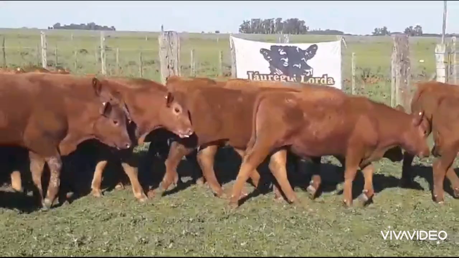 Lote 60 Terneros en Casalins, Buenos Aires
