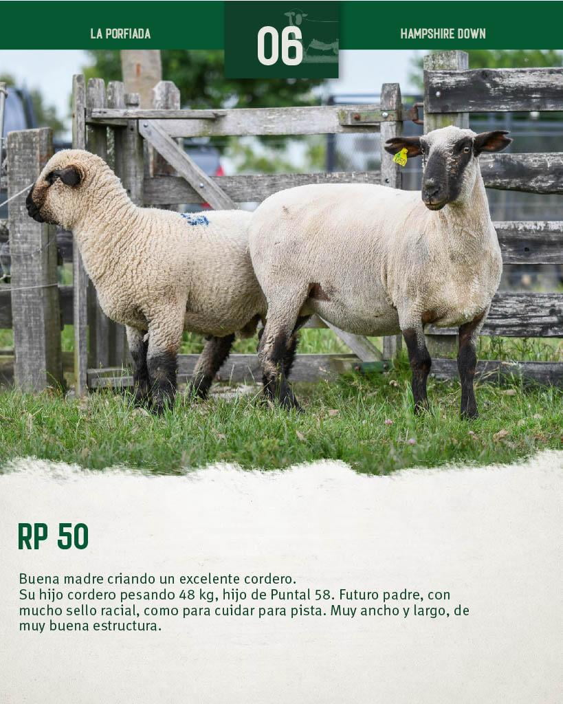 Lote Ovejas a remate en 4º Genetica Productiva, Florida