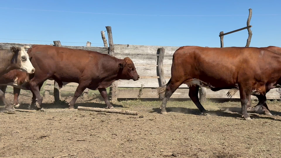 Lote 21 Vaca Consumo en Entre Ríos, Santa Elena