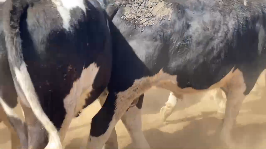 Lote 45 Novillo Gordo en Melipilla, Región Metropolitana