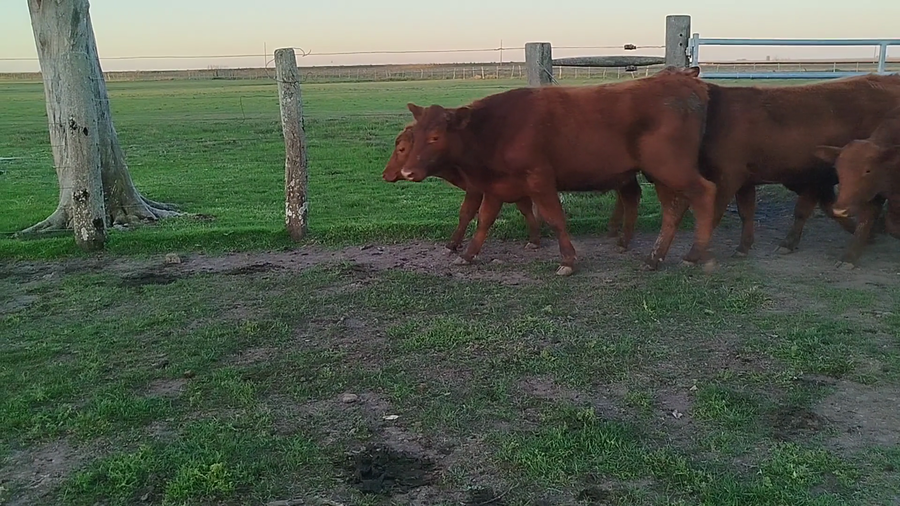 Lote 45 Novillitos