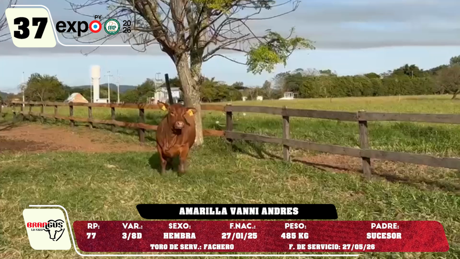 Lote LOTE 37
