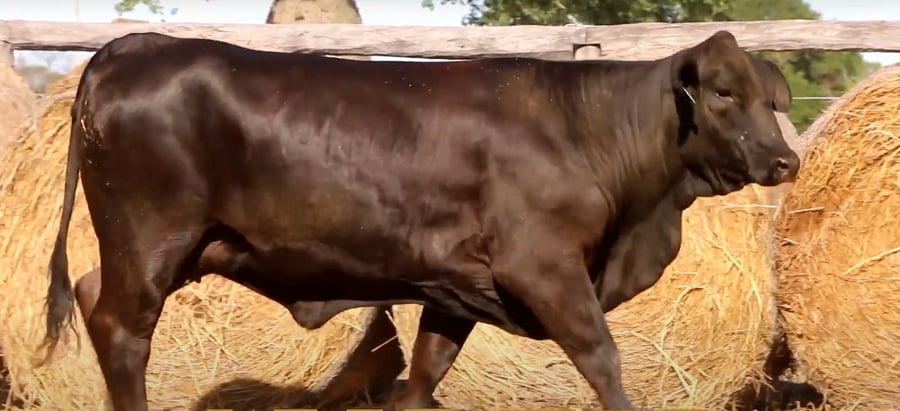 Lote HEMBRAS PREÑADAS PRODUCTO FIV - PROSPECTO DE DONANTE