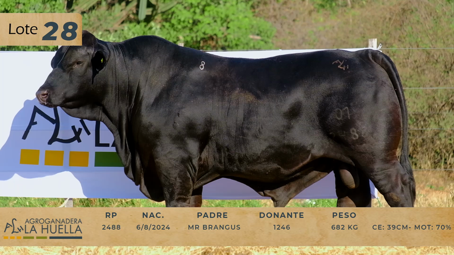 Lote LOTE 28