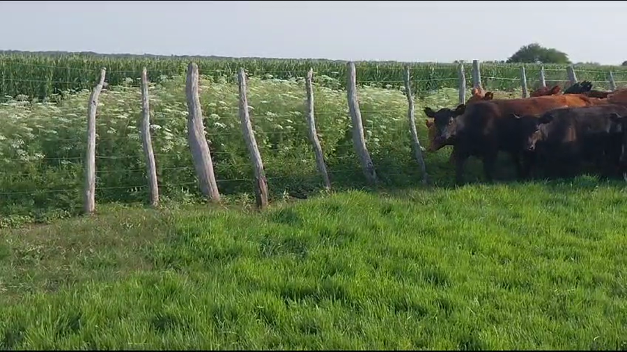 Lote 70 Terneros en Santa Elena, Entre Ríos