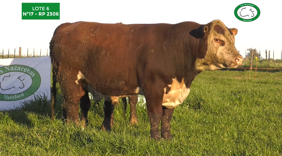 Lote Toros Polled Hereford Puros Registrados. Las Nazarenas