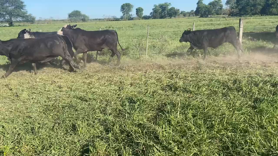 Lote 85 Novillitos en Pirané, Formosa