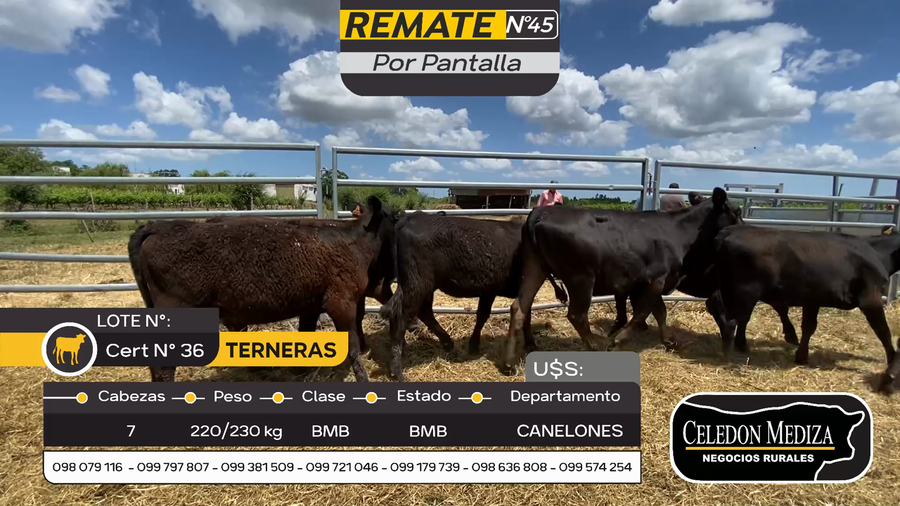 Lote 7 Terneras en Parador Tajes, Canelones