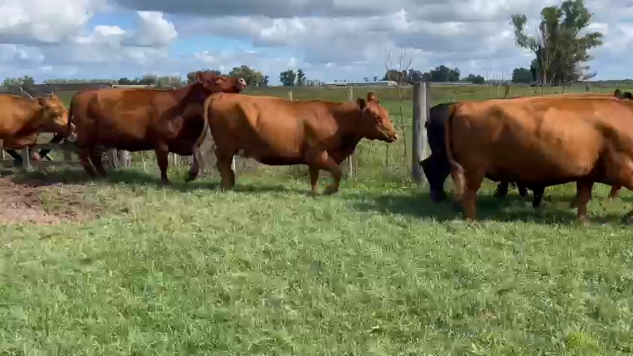 Lote 19 Vacas medio uso C/ gtia de preñez