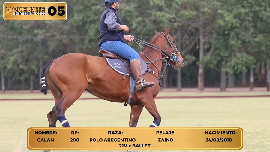Lote LOTE 5