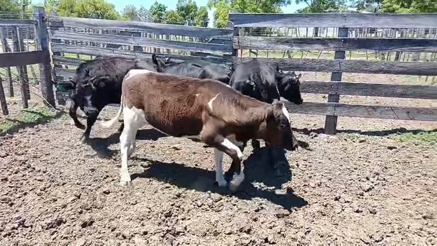 Lote 4 Vaquillonas  a remate en Ultima pantalla del año - Escritorio Camy, San José