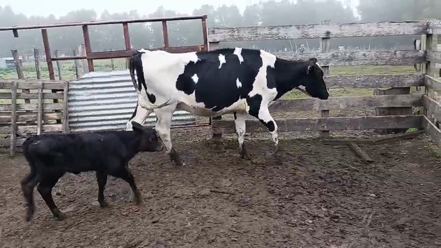Lote Vaca a remate en Pantalla Especial de Otoño, San José
