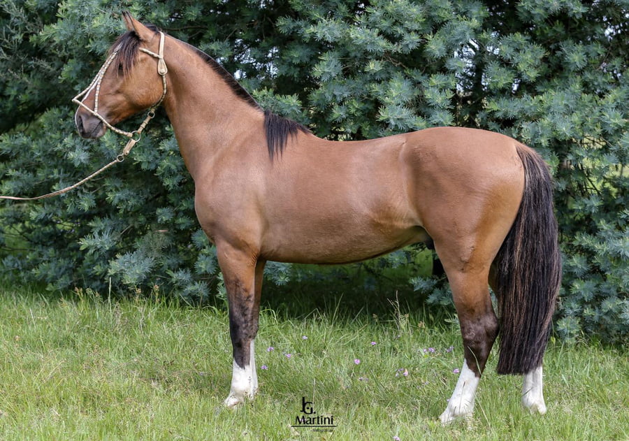 Lote Gaitero Caraguatá