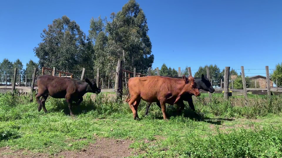 Lote 47 Vaquillonas 1 a 2 años en Mal Abrigo, San José