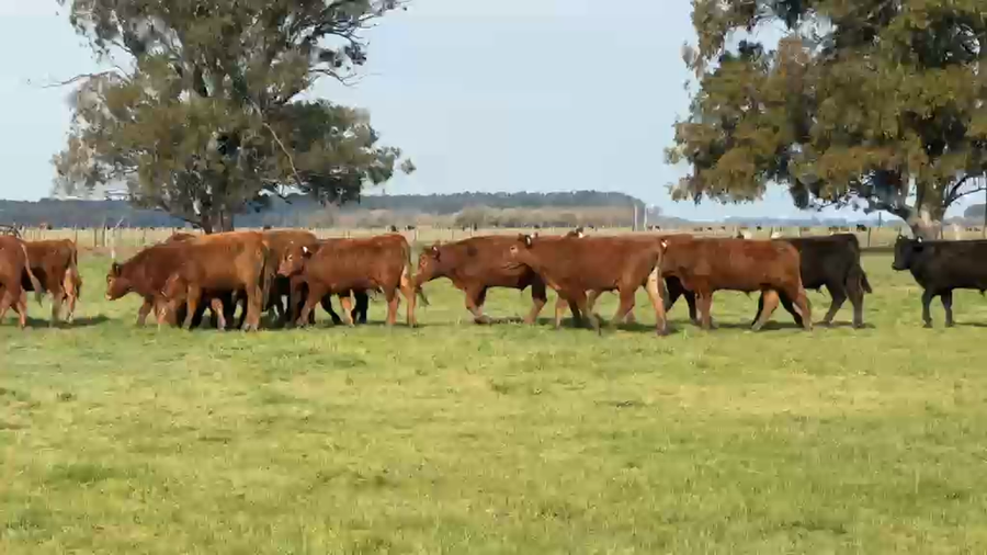 Lote 50 Novillitos
