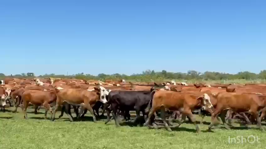 Lote 1100 Terneros