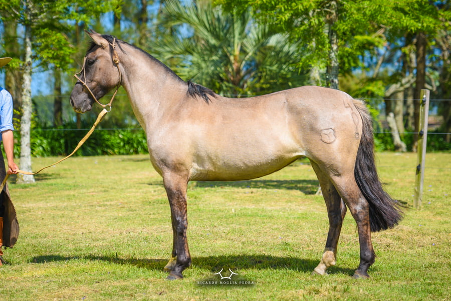 Lote El Gavilán Monjita (RP 406) Cabaña "El Gavilán"