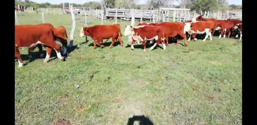 Lote 40 Terneros/as en Villaguay, Entre Ríos