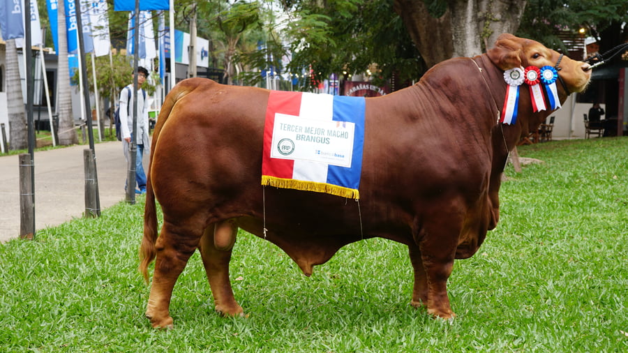 Lote Brangus a Bozal Expo 2022 RP 2279- Lote 18