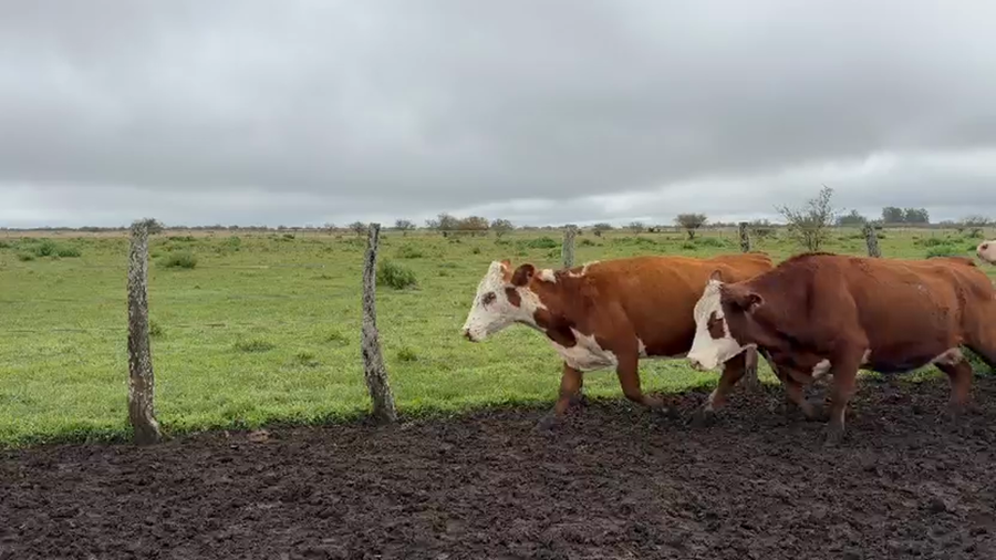 Lote 32 Vacas de invernar en Corrientes, Curuzú-Cuatiá