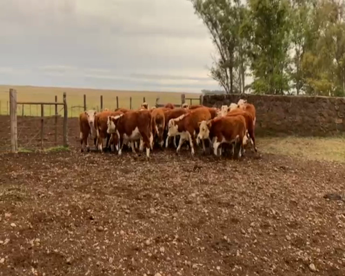 Lote TERNEROS Y TERNERAS