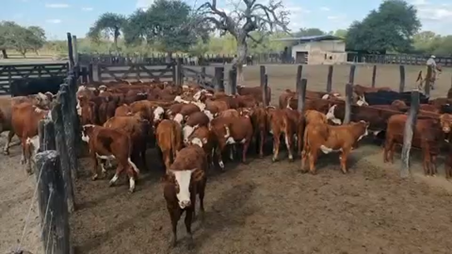 Lote 64 Vaquillonas en Intiyaco, Santa Fe