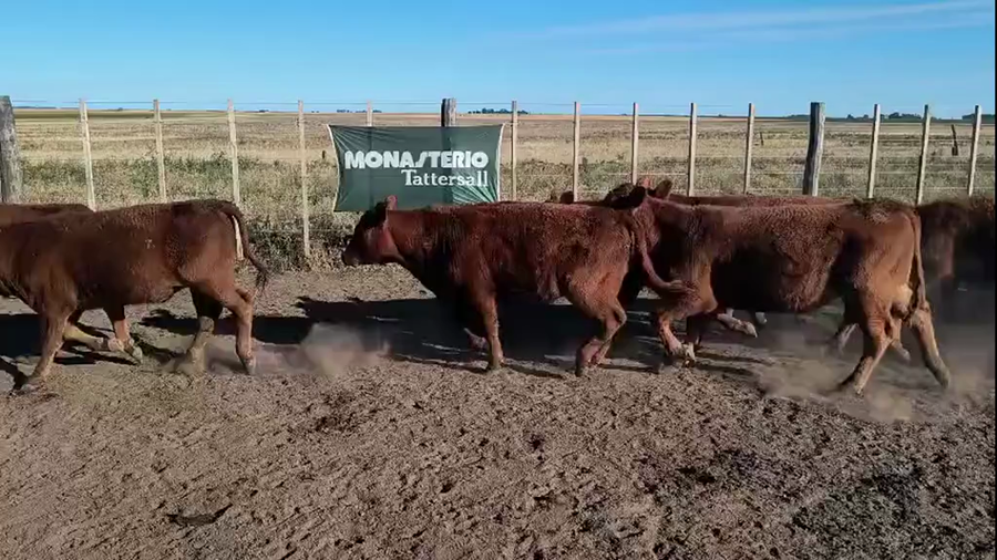 Lote 92 Terneros en Espartillar