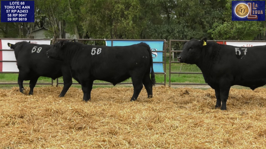 Lote TOROS ANGUS NEGROS PC