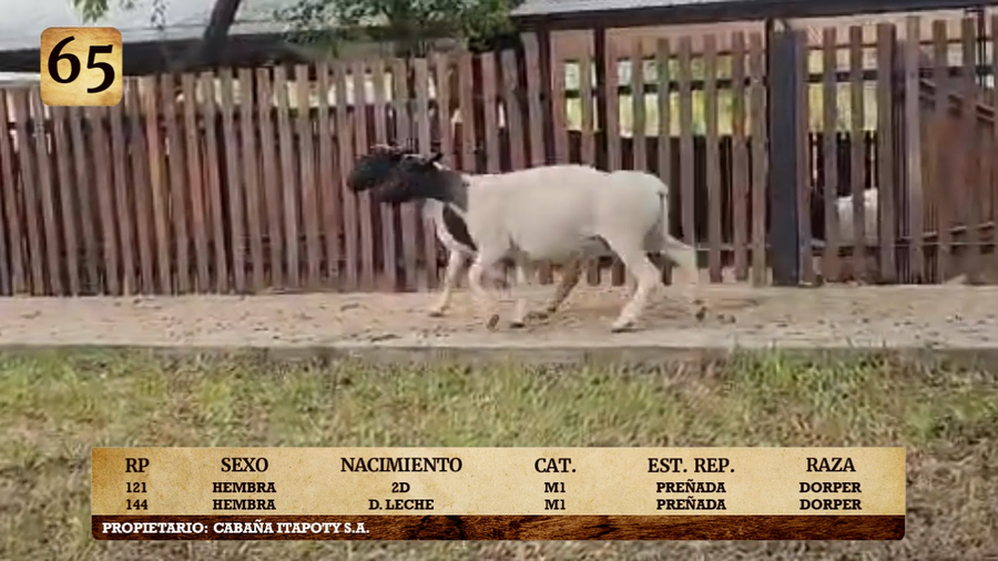 Lote LOTE 65