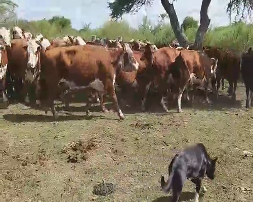 Lote 40 Vacas de invernar en Villaguay, Entre Ríos