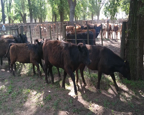Lote 37 Vaquillonas en Gral. Lamadrid, Buenos Aires